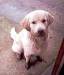 Gamin van't Canisvliet dit Snoop 9 mois - Golden Retriever (9 mois)