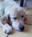 Gamin van't Canisvliet dit Snoop 9 mois - Golden Retriever (9 mois)
