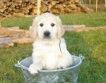 Golden Retriever : Cooper de la Tribu d'Arésia - Golden Retriever
