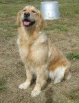 Photo Golden Retriever : Amazone du Pays Sauvage - Golden Retriever