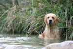 Bellanana du Pays Sauvage dite Pockette - Golden Retriever