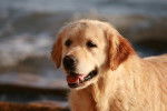Vinha Lookie du Pays sauvage - Golden Retriever
