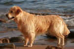 Vinha Lookie du Pays sauvage - Golden Retriever