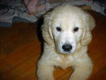 Dâira des Abellies d'Aulay - Golden Retriever