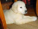 Dâira des Abellies d'Aulay - Golden Retriever