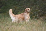 Capt'aine Sparow des Chemins Bleus du Paradis - Golden Retriever