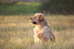 Capt'aine Sparow des Chemins Bleus du Paradis - Golden Retriever