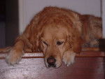Polka Golden Retriever de 8 ans - Golden Retriever (8 ans)