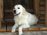 Douglas Barbour De La Barraz - Golden Retriever