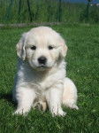 Djylo de la Barraz - Golden Retriever