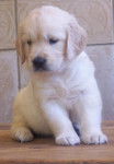 Chiot Golden retriever - Golden Retriever