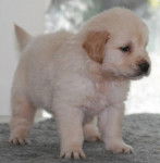 Adorable chiot Golden retriever - Golden Retriever