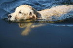 Fidji de La Rosière, Golden Retriever - Golden Retriever