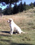Floyd Golden retriever 5 mois - Golden Retriever (5 mois)