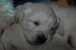 Chiot Golden retriever : Kali de la Barraz - Golden Retriever