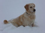 Daisy dans la neige, femelle Golden Retriever - Golden Retriever