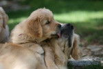 Pockette et sa fille Fifteene - Golden Retriever