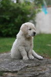 Chiot Golden des Chemins Bleus du Paradis - Golden Retriever