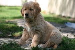 Petite femelle, fille de Pocket - Golden Retriever