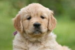 Enya d'Enigma des Chemins Bleus du Paradis - Golden Retriever