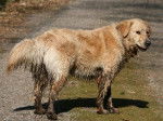 Fidji de la Rosière femelle Golden Retriever - Golden Retriever