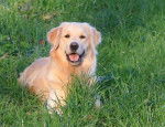 Fidji de la Rosière - Golden Retriever
