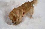 Guus dans la neige - Golden Retriever