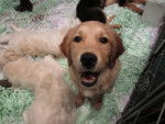 Jeune chiot Golden Retriever - Golden Retriever