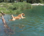 Tsar plonge - Golden Retriever