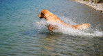 Plongeon de Star - Golden Retriever