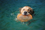 Tsar dans l'eau - Golden Retriever