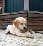 Goldy Duke du Domaine de Laye chiot - Golden Retriever