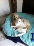 Goldy et Tipex - Golden Retriever