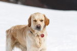 Goldy Duke 15 mois - Golden Retriever (1 an et 3 mois)