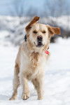 Belle photo de Glody Duke 15 mois à la neige - Golden Retriever (1 an et 3 mois)