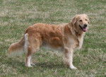 Fidji de la Rosière beau Golden Retriever - Golden Retriever