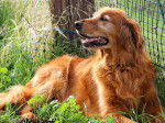 Golden Retriever - Golden Retriever