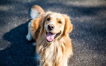 Golden retriever - Golden Retriever