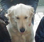 Maya (à une conaissance ) - Golden Retriever (3 ans)