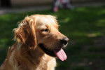 Le Golden Retriever - Golden Retriever