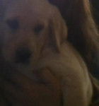 rascal - Golden Retriever Mâle (8 mois)