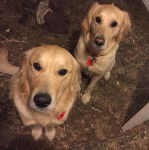 Parents - Golden Retriever Mâle (1 an)