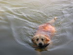 Rien de tel qu'un bon bain ! - Golden Retriever