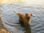 Balade au lac - Golden Retriever