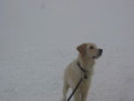 Lucky à la montagne - Golden Retriever