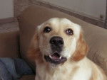 Celeste - Golden Retriever