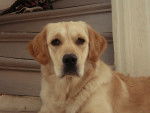 Celeste - Golden Retriever