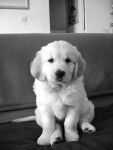 Photo Golden Retriever