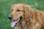 Photo Golden Retriever