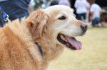 Photo Golden Retriever